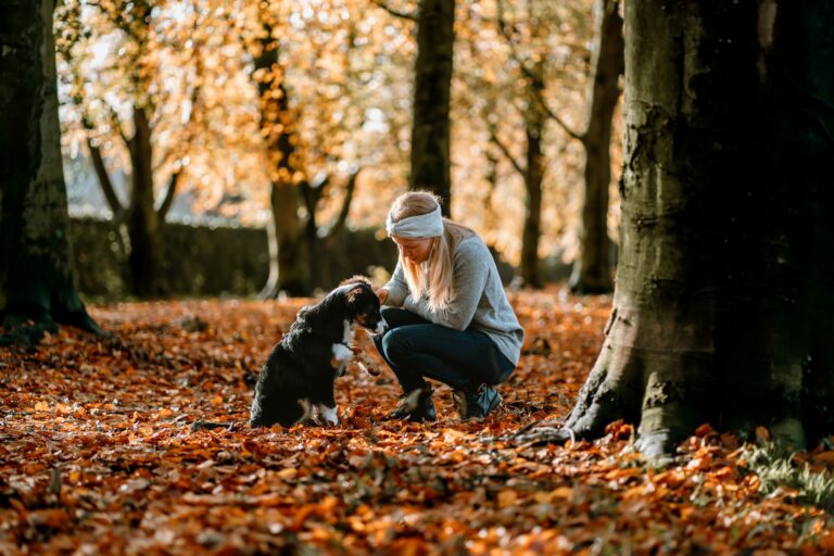 Mini Australische herder puppy in een herfstbos samen met baasje