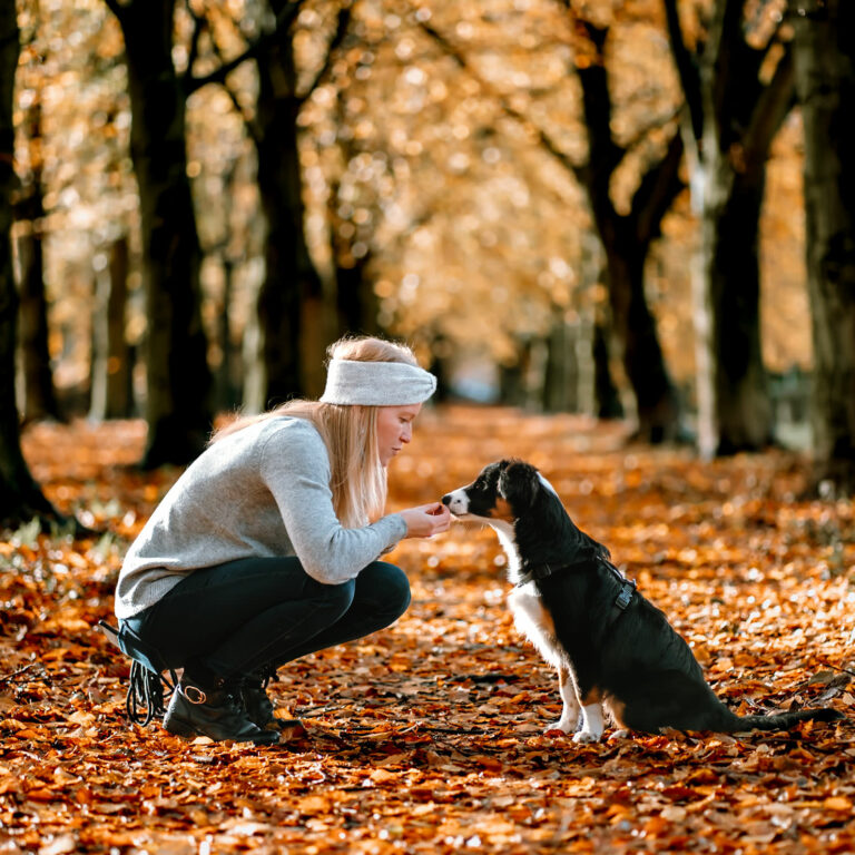 Mini Australische Herder in het bos met herfstkleuren.